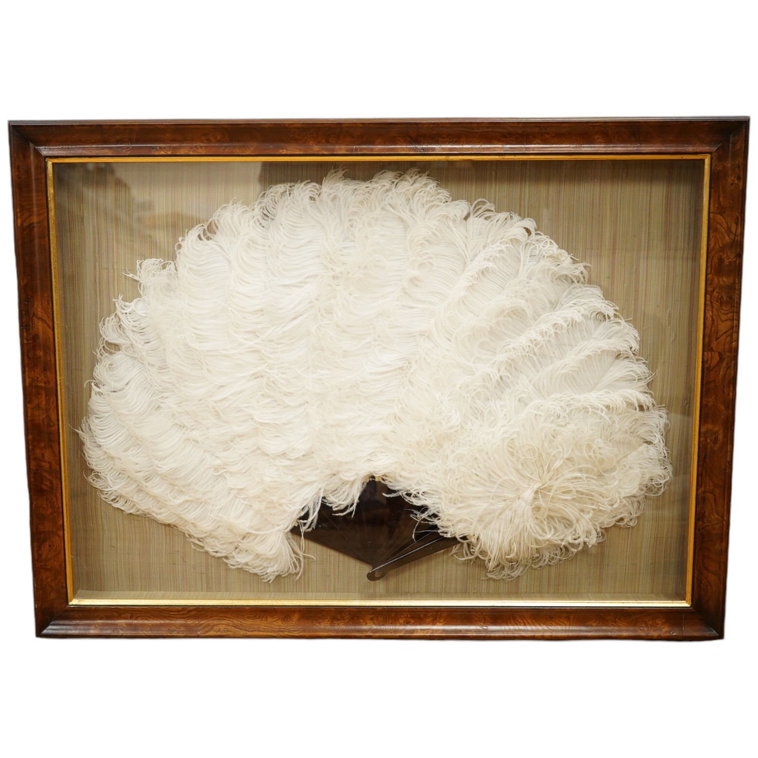 A cased and framed white ostrich feather and tortoiseshell fan in a walnut frame, 45cm high. Condition - good.